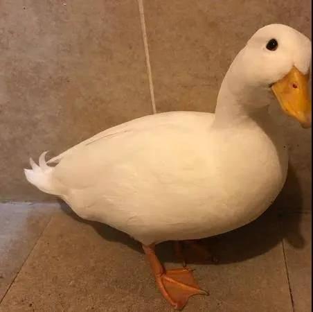 娱乐吃瓜鸭鸭鸭视频,鸭鸭鸭鸭视频带你领略娱乐圈新鲜事