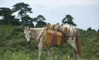 白龙马最近搞笑